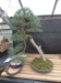 Akina bonsai ekspozicija, Valbžychas, 2014 gegužė
