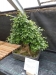 Akina bonsai ekspozicija, Valbžychas, 2014 gegužė