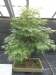 Akina bonsai ekspozicija, Valbžychas, 2014 gegužė