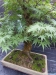 Akina bonsai ekspozicija, Valbžychas, 2014 gegužė