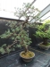Akina bonsai ekspozicija, Valbžychas, 2014 gegužė