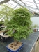 Akina bonsai ekspozicija, Valbžychas, 2014 gegužė