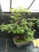 Akina bonsai ekspozicija, Valbžychas, 2014 gegužė