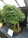 Akina bonsai ekspozicija, Valbžychas, 2014 gegužė