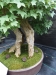 Akina bonsai ekspozicija, Valbžychas, 2014 gegužė