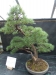Akina bonsai ekspozicija, Valbžychas, 2014 gegužė