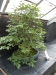 Akina bonsai ekspozicija, Valbžychas, 2014 gegužė