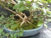 Akina bonsai ekspozicija, Valbžychas, 2014 gegužė