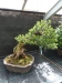 Akina bonsai ekspozicija, Valbžychas, 2014 gegužė