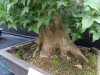 Akina bonsai ekspozicija, Valbžychas, 2014 gegužė