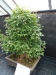 Akina bonsai ekspozicija, Valbžychas, 2014 gegužė