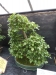 Akina bonsai ekspozicija, Valbžychas, 2014 gegužė