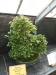 Akina bonsai ekspozicija, Valbžychas, 2014 gegužė