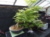 Akina bonsai ekspozicija, Valbžychas, 2014 gegužė