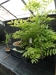 Akina bonsai ekspozicija, Valbžychas, 2014 gegužė