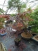 Akina bonsai ekspozicija, Valbžychas, 2014 gegužė