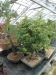Akina bonsai ekspozicija, Valbžychas, 2014 gegužė