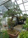 Akina bonsai ekspozicija, Valbžychas, 2014 gegužė