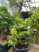 Akina bonsai ekspozicija, Valbžychas, 2014 gegužė