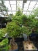 Akina bonsai ekspozicija, Valbžychas, 2014 gegužė