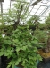 Akina bonsai ekspozicija, Valbžychas, 2014 gegužė