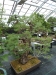 Akina bonsai ekspozicija, Valbžychas, 2014 gegužė
