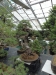 Akina bonsai ekspozicija, Valbžychas, 2014 gegužė
