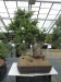 Akina bonsai ekspozicija, Valbžychas, 2014 gegužė