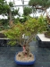 Akina bonsai ekspozicija, Valbžychas, 2014 gegužė