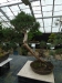 Akina bonsai ekspozicija, Valbžychas, 2014 gegužė