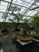 Akina bonsai ekspozicija, Valbžychas, 2014 gegužė