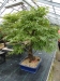 Akina bonsai ekspozicija, Valbžychas, 2014 gegužė