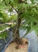 Akina bonsai ekspozicija, Valbžychas, 2014 gegužė