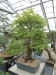 Akina bonsai ekspozicija, Valbžychas, 2014 gegužė