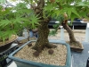 Akina bonsai ekspozicija, Valbžychas, 2014 gegužė