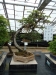 Akina bonsai ekspozicija, Valbžychas, 2014 gegužė