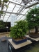 Akina bonsai ekspozicija, Valbžychas, 2014 gegužė