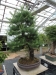 Akina bonsai ekspozicija, Valbžychas, 2014 gegužė