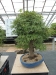 Akina bonsai ekspozicija, Valbžychas, 2014 gegužė