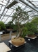 Akina bonsai ekspozicija, Valbžychas, 2014 gegužė