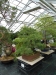 Akina bonsai ekspozicija, Valbžychas, 2014 gegužė