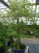 Akina bonsai ekspozicija, Valbžychas, 2014 gegužė