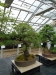 Akina bonsai ekspozicija, Valbžychas, 2014 gegužė