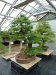 Akina bonsai ekspozicija, Valbžychas, 2014 gegužė