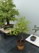 Akina bonsai ekspozicija, Valbžychas, 2014 gegužė