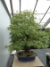Akina bonsai ekspozicija, Valbžychas, 2014 gegužė
