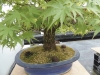Akina bonsai ekspozicija, Valbžychas, 2014 gegužė