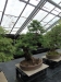 Akina bonsai ekspozicija, Valbžychas, 2014 gegužė