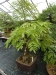 Akina bonsai ekspozicija, Valbžychas, 2014 gegužė