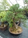 Akina bonsai ekspozicija, Valbžychas, 2014 gegužė
